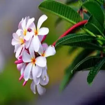 Tropical Flower